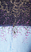 Branching Out Scarf Thumb 2