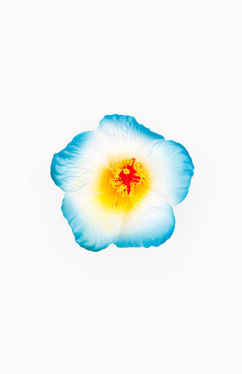 Flower Hair Clip Slide 1