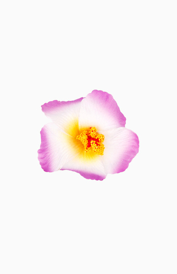 Flower Hair Clip Slide 1