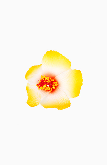 Flower Hair Clip Slide 1