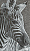 Chaser Vintage Zebra Muscle Tee Thumb 4
